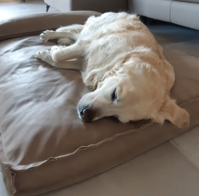 Leder Hundekissen Lounge Buffalo