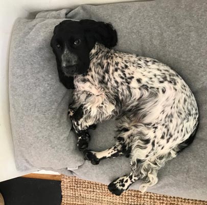 Orthopädisches Hundekissen Divan UNO