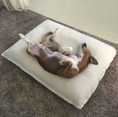 Orthopädisches Hundekissen Divan UNO