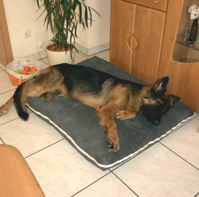 Viskoelastische, dicke Hundematte MARY