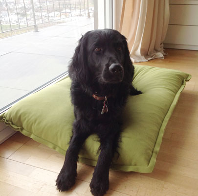 Orthopädisches Hundekissen Divan UNO