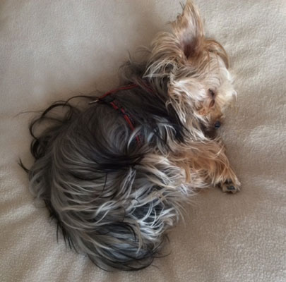 Orthopädisches Hundekissen Divan UNO