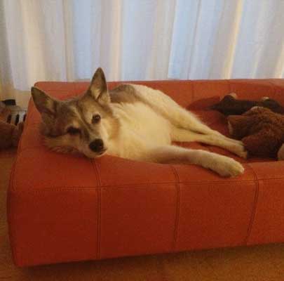 Design Hundebett CUBE Leder