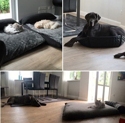 BOWL Katzenkorb in Echt-Leder