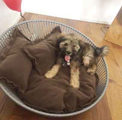 Siro Twist ausgefallener Hundekorb