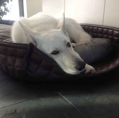 BOWL Leder Hundekorb orthopädisch