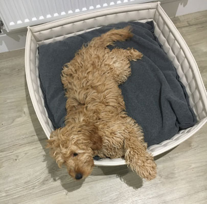 Bowl Hundekorb für kleine Hunde