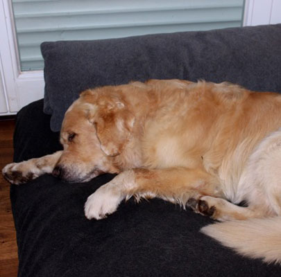 Orthopädisches Hundekissen Divan UNO