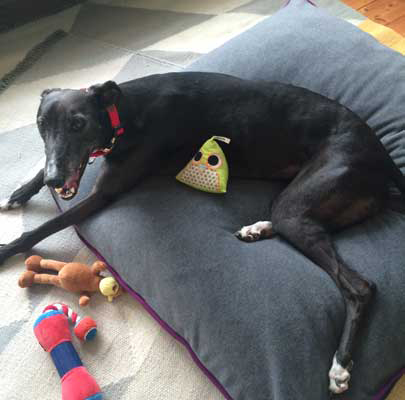 Greyhound Biscuit from London/UK