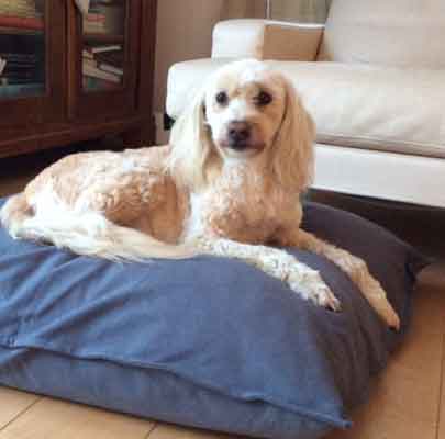 Orthopädisches Hundekissen Divan UNO