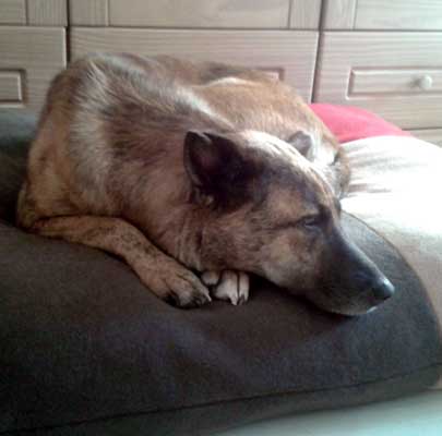 Design Hundekissen Divan QUATTRO