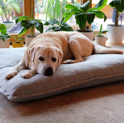 Orthopädisches Hundekissen Divan UNO