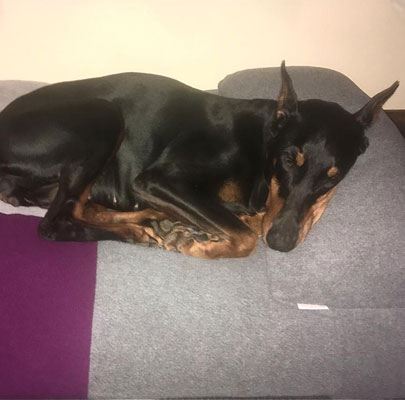 Design Hundekissen Divan QUATTRO