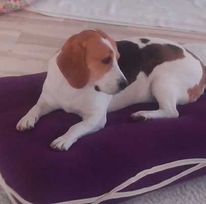 Ersatzbezug für das waschbare Hundekissen ELLI