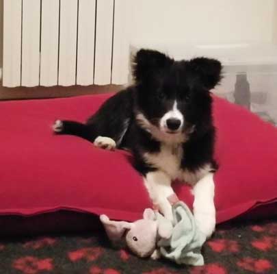 Orthopädisches Hundekissen Divan UNO