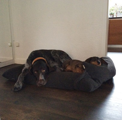 Orthopädisches Hundekissen Divan UNO