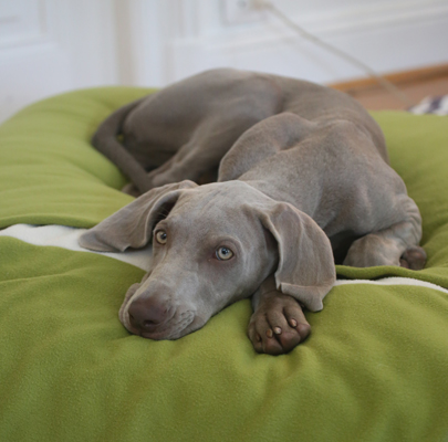 Hundeschlafsack Divan DUE