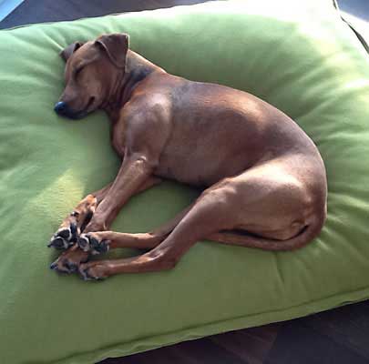 Orthopädisches Hundekissen Divan UNO