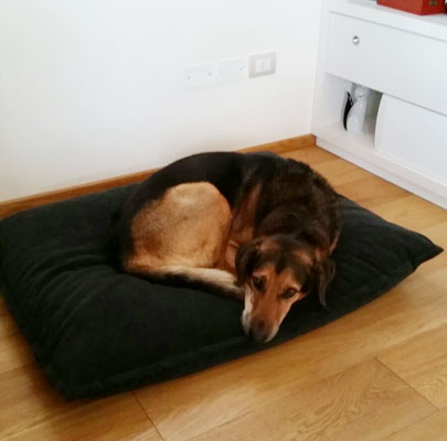 Orthopädisches Hundekissen Divan UNO