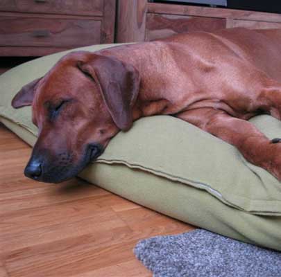 Orthopädisches Hundekissen Divan UNO