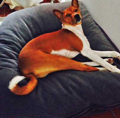 Pretty dog from Kronenberg/Germany