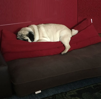 Lounge UNI Hundekissen rund - quadratisch - rechteckig