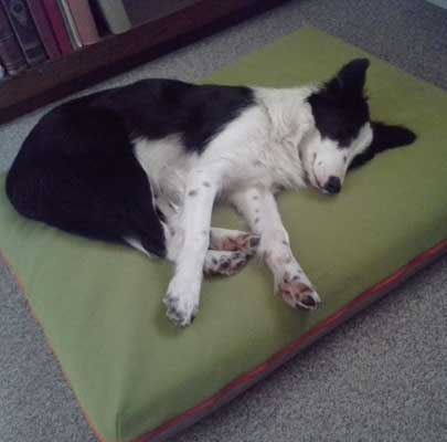 Memory foam Hundematte PAUL incl. Hundedecke