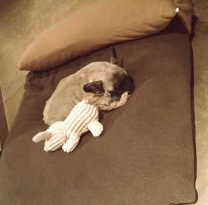 Orthopädisches Hundekissen Divan UNO