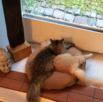 Yari & Yuma from Switzerland