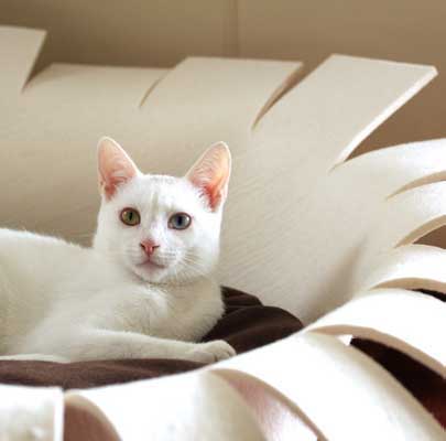 Kleine weiße Katze from Ingolstadt/Germany