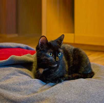 Schlafsack für Katzen Divan DUE