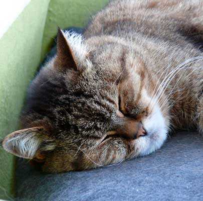 Katzenkörbe BOWL Filz