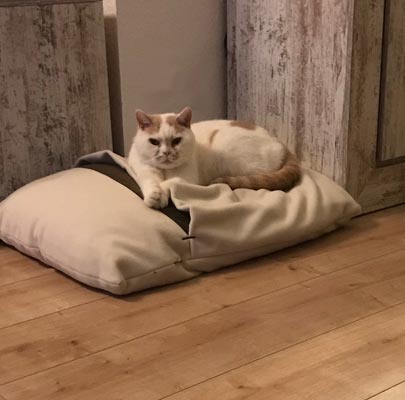 Schlafsack für Katzen Divan DUE