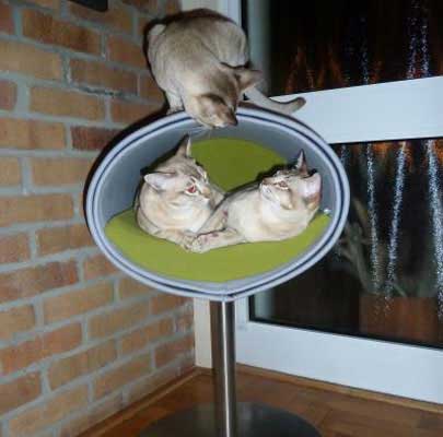 Kratzbaum RONDO Stand Filz