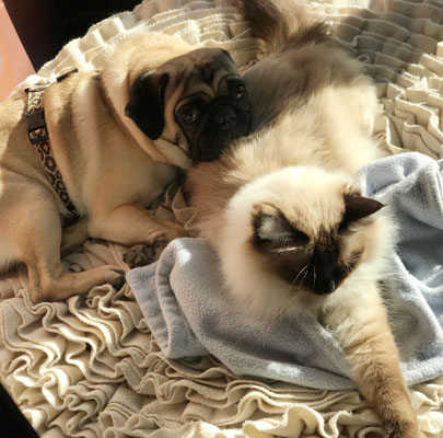 Luxus Hundekissen Lounge ROSE