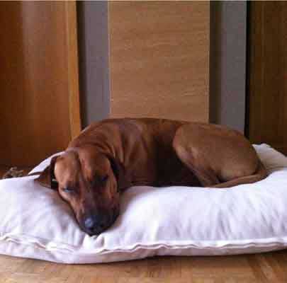 Orthopädisches Hundekissen Divan UNO