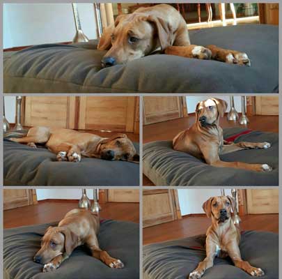 Hundeschlafsack Divan DUE