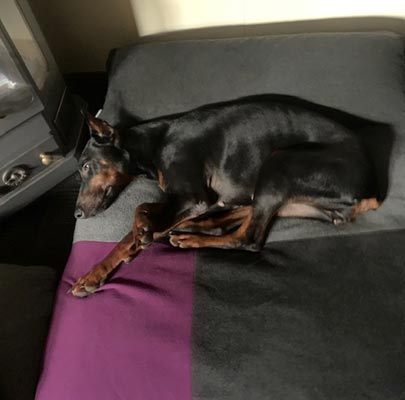 Design Hundekissen Divan QUATTRO