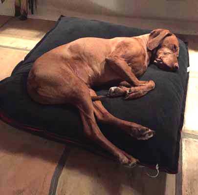 Luza from Ostermünchen/Germany