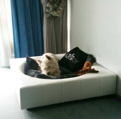 Design Hundebett CUBE Leder