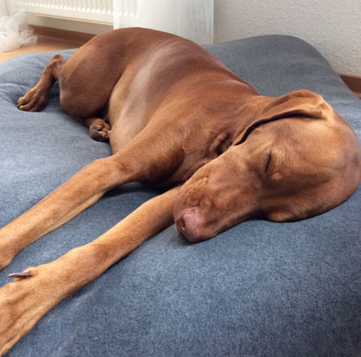 Orthopädisches Hundekissen Divan UNO