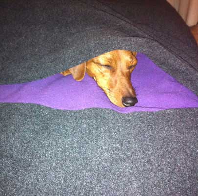 Hundeschlafsack Divan DUE