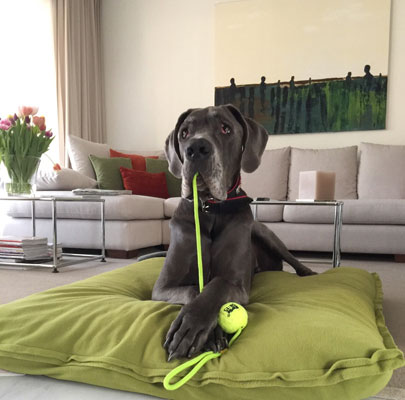 Orthopädisches Hundekissen Divan UNO