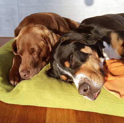 Orthopädisches Hundekissen Divan UNO