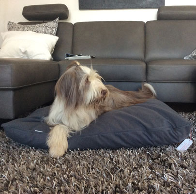 Orthopädisches Hundekissen Divan UNO