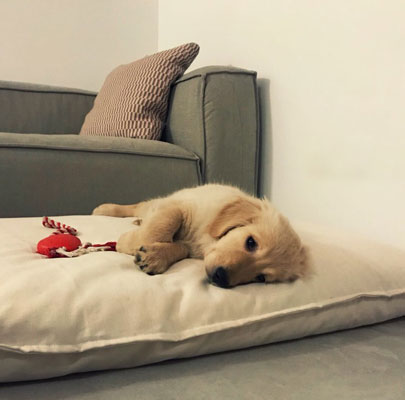 Orthopädisches Hundekissen Divan UNO