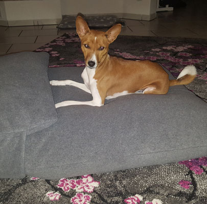 Orthopädisches Hundekissen Divan UNO