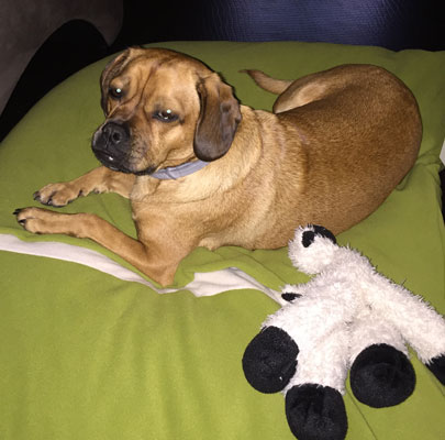 Hundeschlafsack Divan DUE