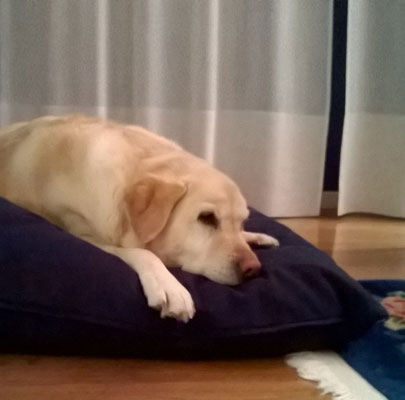 Orthopädisches Hundekissen Divan UNO