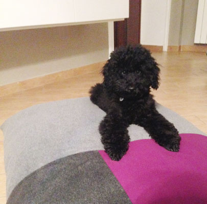 Design Hundekissen Divan QUATTRO